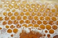 Hexagonal honeycomb cells with honey