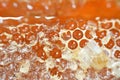 Hexagonal honeycomb cells with honey