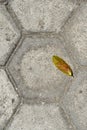 Hexagonal paving block and dried leaves Royalty Free Stock Photo