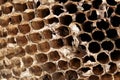 Close up empty honeycomb cells