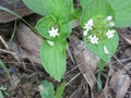 A hexagram flower