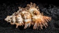 Hexaplex princeps shell on a black sand background