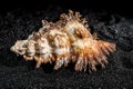 Hexaplex princeps shell on a black sand background