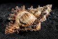 Hexaplex princeps shell on a black sand background