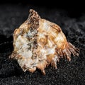 Hexaplex princeps shell on a black sand background