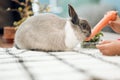 Hey bunny, wheres my easter egg. an unrecognizable little girl feeding her pet rabbit a carrot at home.