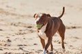 Hey human, look what I have here. an adorable pit bull playing with a ball at the beach. Royalty Free Stock Photo