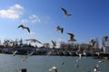 Hey thoes seagull fight for wind anf fight for food Royalty Free Stock Photo