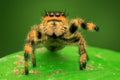 Hey you, yes you..jumping spider appointed her leg to you , phiddipus