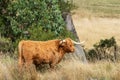 Hghland cow with selective focus Royalty Free Stock Photo