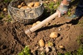 HHand Of Adult Woman Gathering Potatoes On Potatoe Field.