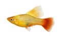 Hi Fin Platy platy male Xiphophorus maculatus tropical aquarium fish Royalty Free Stock Photo
