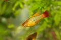 Hi Fin Platy platy male Xiphophorus maculatus tropical aquarium fish