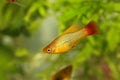 Hi Fin Platy platy male Xiphophorus maculatus tropical aquarium fish Royalty Free Stock Photo