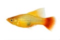 Hi Fin Platy platy male Xiphophorus maculatus tropical aquarium fish