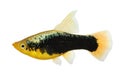 Hi Fin tuxedo Platy platy male Xiphophorus maculatus tropical aquarium fish Royalty Free Stock Photo