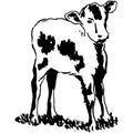 Vintage Clipart 262 calf or baby cow
