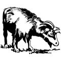 Vintage Clipart 257 goat eating grass