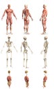 9 hi-res renders in 1, mans body with muscle map and skeleton and organs - physiology research concept - digital medical 3D