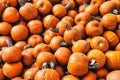 Hi Rez Fall Image of Dozens of Beautiful Orange Pumpkins Freshly picked at the Patch and Farm! Autumn