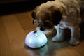 hi-tech pet toy with integrated audio and light features Royalty Free Stock Photo