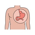 Hiatal hernia line icon. Vector isolated element.