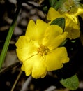 Hibbertia commutata Royalty Free Stock Photo