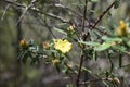 Hibbertia monogyna Royalty Free Stock Photo