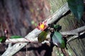 Hibbertia scandens (Climbing Guinea Flower) Royalty Free Stock Photo