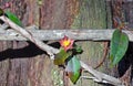 Hibbertia scandens (Climbing Guinea Flower) Royalty Free Stock Photo