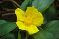 Hibbertia scandens - snake vine Royalty Free Stock Photo