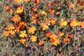 Hibbertia Stellaris Orange Stars Wildflower Royalty Free Stock Photo