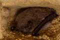 Hibernating Bat Myotis Royalty Free Stock Photo