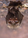 Hibernating Common long-eared bat