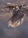 Hibernating Common long-eared bat