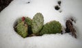 Hibernating in the open ground cacti, in the spring under the sn
