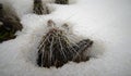 Hibernating in the open ground cacti, in the spring under the sn