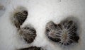 Hibernating in the open ground cacti, in the spring under the sn