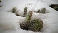Hibernating in the open ground cacti, in the spring under the snow