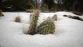 Hibernating in the open ground cacti, in the spring under the sn