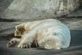 Hibernating polar bear