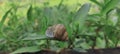 A hibernating snail is not necessarily dead