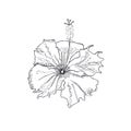 Hibicus flower. Isolated on a white background. Royalty Free Stock Photo