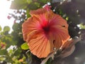 Hibicus (Joba Flower)