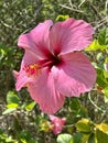 Hibiscu plant, its flowers have a spectacular beauty and multiply its medicinal benefits. Royalty Free Stock Photo