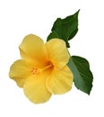 Hibiscus Royalty Free Stock Photo