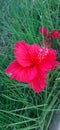 hibiscus Ã°Å¸ÅÂº flower Royalty Free Stock Photo