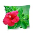 Hibiscus