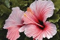 Pink hibiscus flower on green leaves background, top view Royalty Free Stock Photo