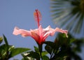 Hibiscus Royalty Free Stock Photo